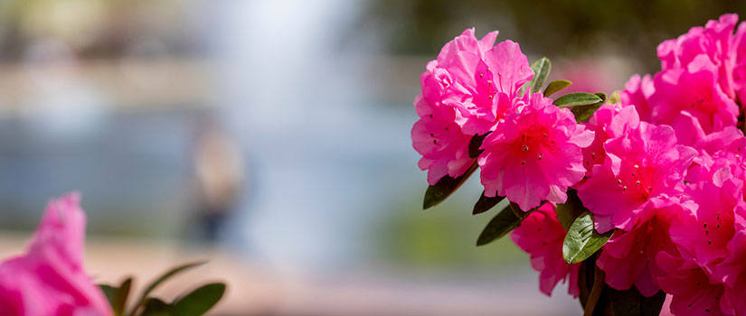 pink azaleas on campus