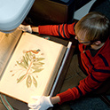 Overhead view of a person wearing white cotton gloves while handling a large, open book. The image on the page depicts a bird resting on a plant with leaves.