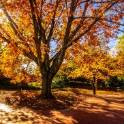 Autumn tree backlit by sun.