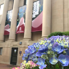 Hydrangeas outside of Mckissick Museum