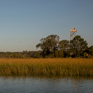 Coastal seagrass at Baruch with observation tower in background