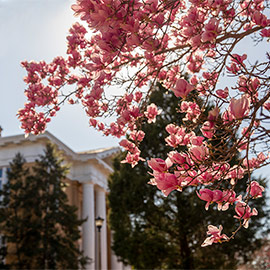 Flowers arch over Davis College